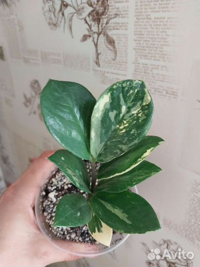 Замиокулькас вариегатный шорт лив