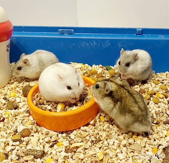 Хомячки Джунгарики