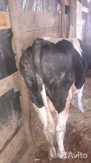 Быки и телки на мясо