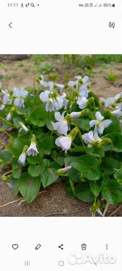 Цветы многолетники