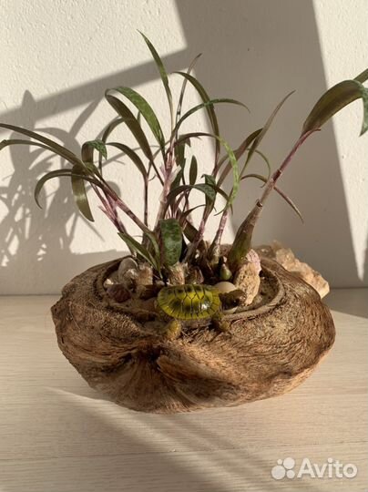 Флорариум. Композиция из суккулентов в кокосе