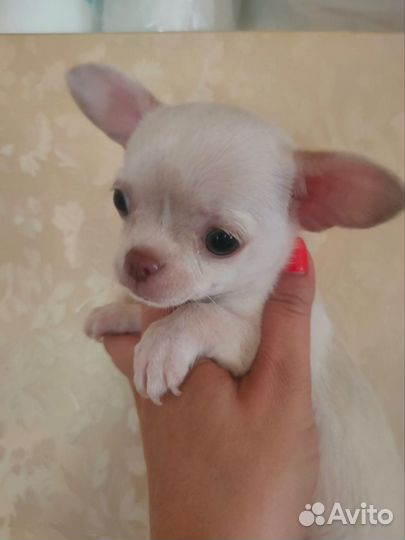 Щенки чихуахуа