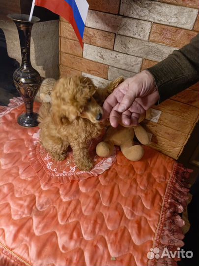 Той пудель щенки с документами мальчики