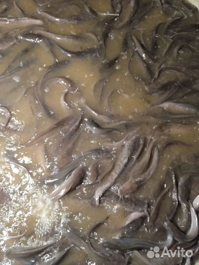 Складная бочка