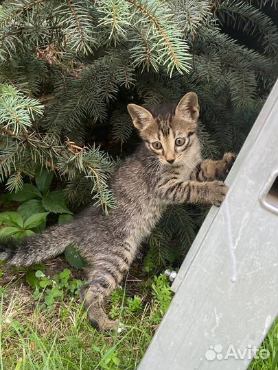 Смелый мальчик