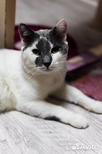 Кот Паштет ищет дом