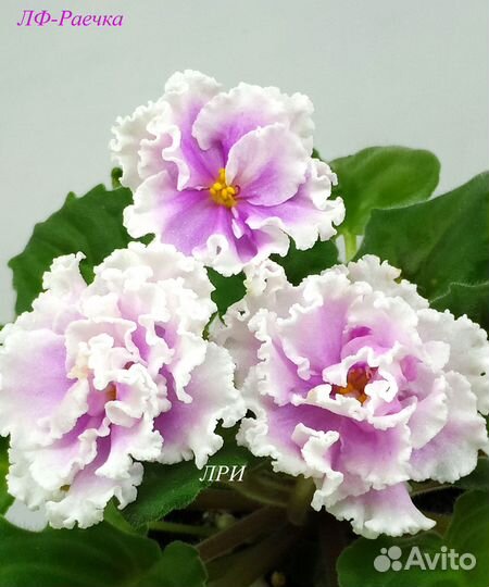 Детки сортовых фиалок