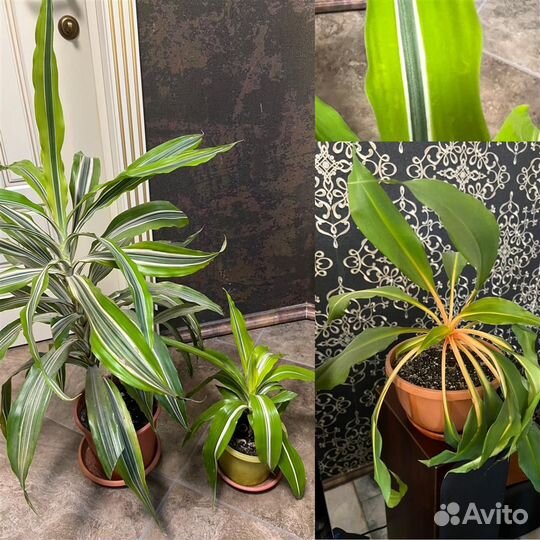 Эхмея,Сансев,Мимоза,Гибискус,Кливия,Драцена,Герань