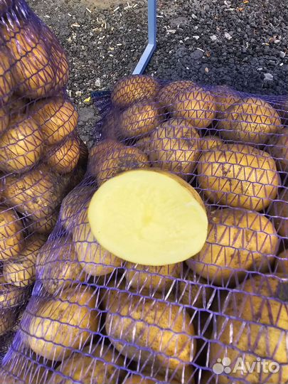 Картофель Липецк