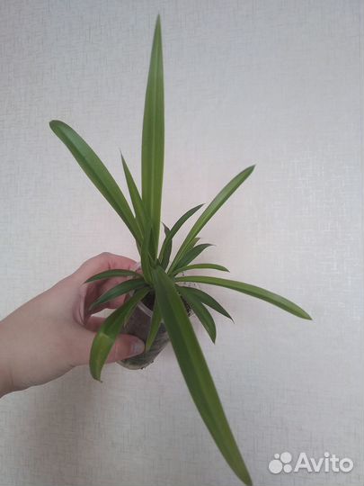 Хлорофитум