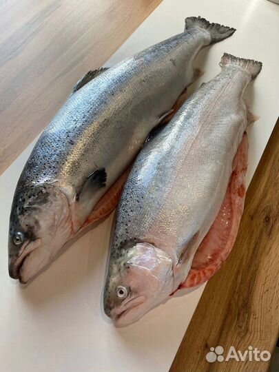 Семга и Форель. Охлажденный Лосось, Мурманск