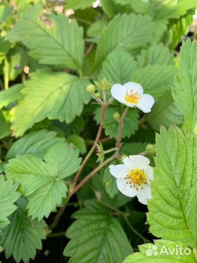 Рассада клубники