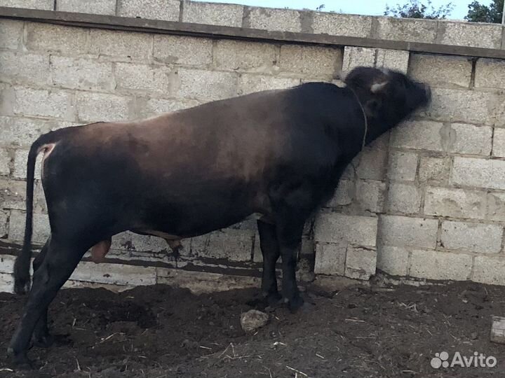 Быки на племя
