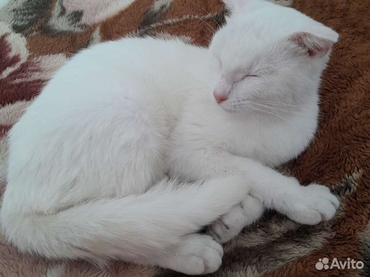 Кошечка вислоухая