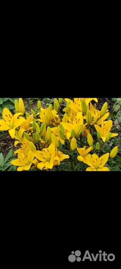 Луковицы лилий