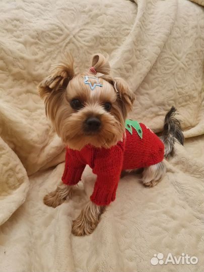 Костюм для животных