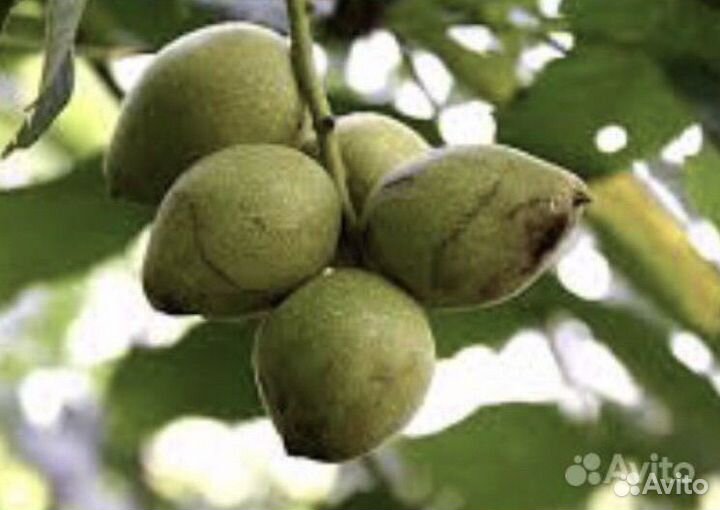 Маньчжурский орех саженцы