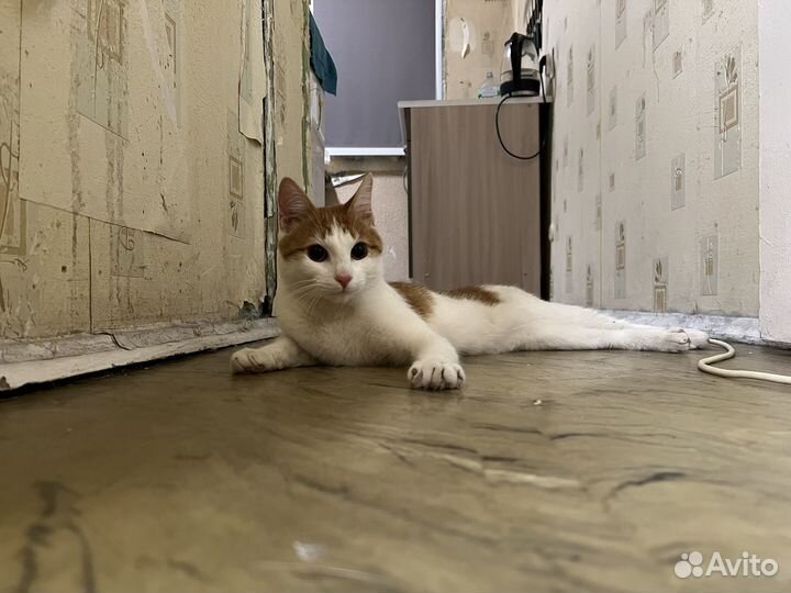 Кот в добрые руки