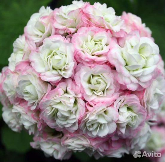 Розебудная и Тюльпановидная Пеларгония (Герань)