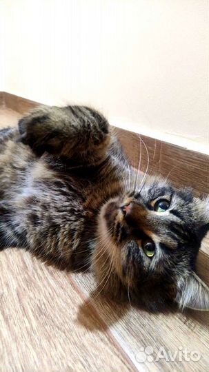 Кот в добрые руки