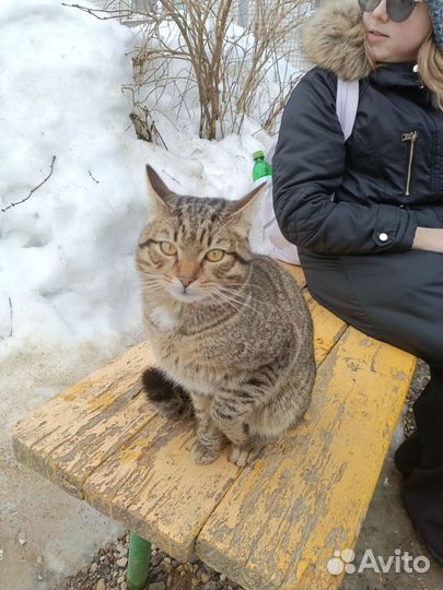 Котик