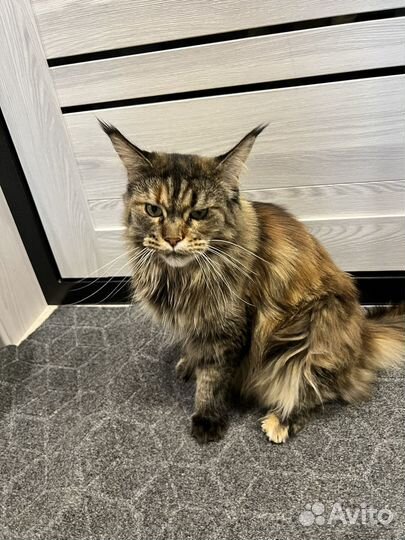 Кошка мейкун