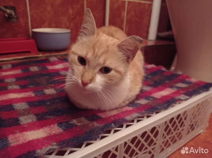 Кошки в добрые руки бесплатно