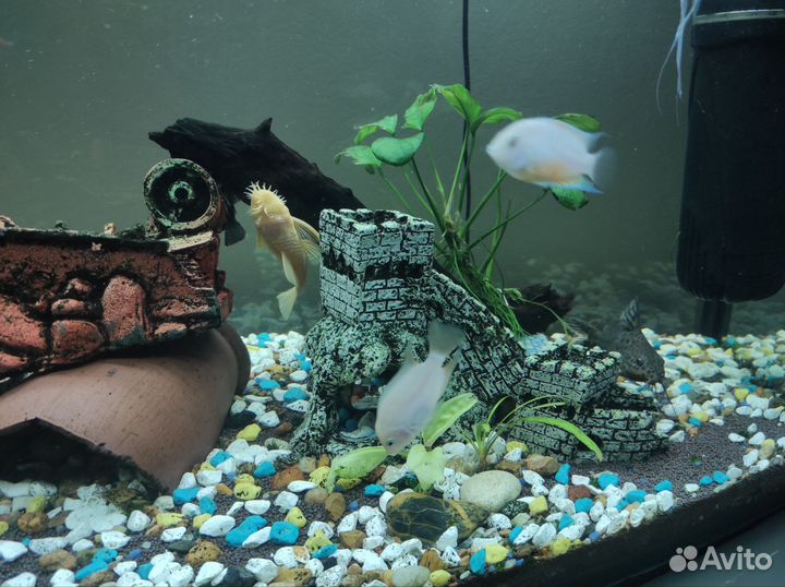 Чернополосые цихлозомы пара (альбиносы)