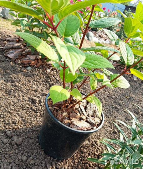 Кора сосновая