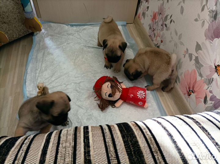 Щенки мопса