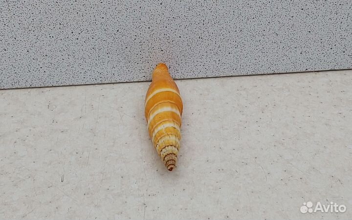 Митра Аллая 6,9 морская ракушка раковина