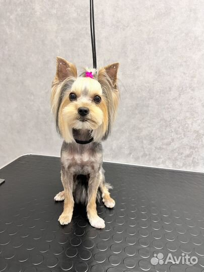 Грумер. Стрижка собак