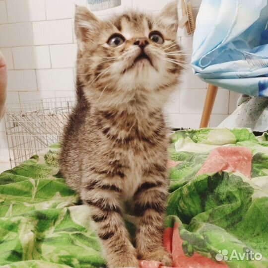 Котенок девочка ищет дом