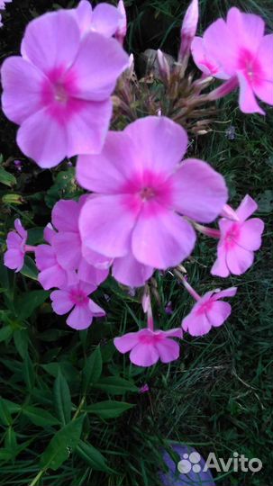 Цветы многолетники