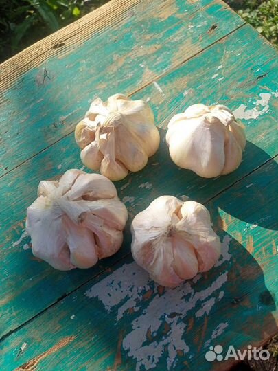 Чеснок Белый лебедь
