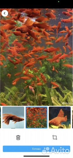 Меченосец рубин. Анцитпус супер рэд вуалевый