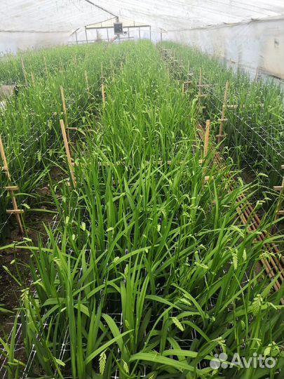 Цветы фрезия