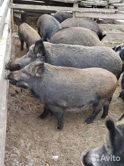 Дикий кабан