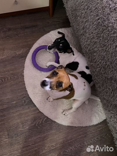 Выгул собак