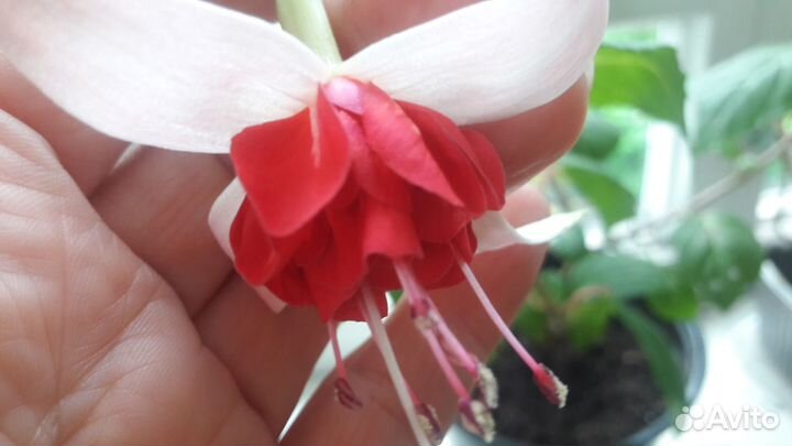 Черенки фуксий