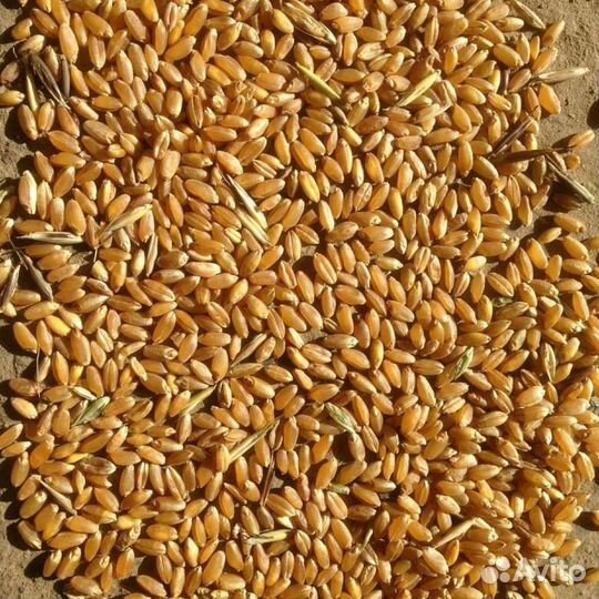 Пшеница, овес, гранулы свое производство