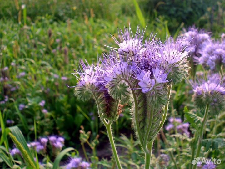 Семена фацелии