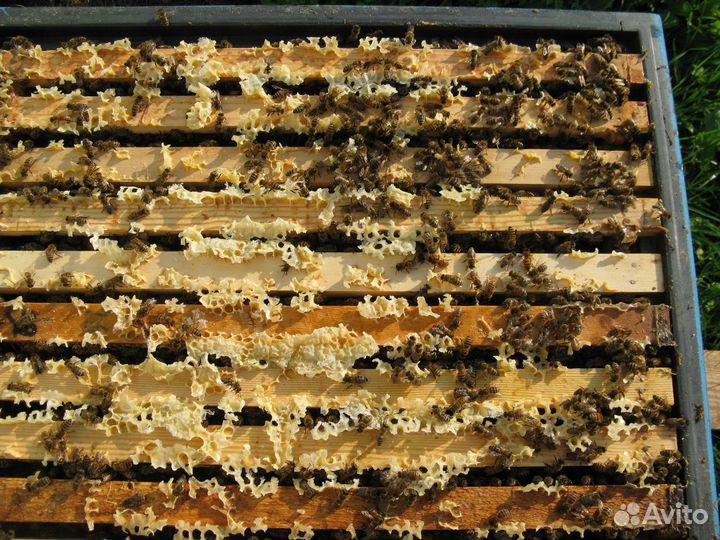 Пчелы карника,семьи