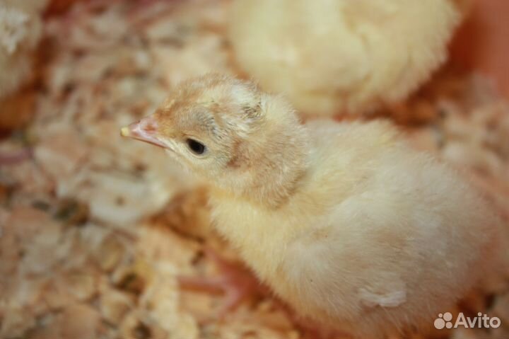 Индюшата Конвертер Суточные и Подрощеные
