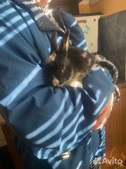 Крольчата декоративные