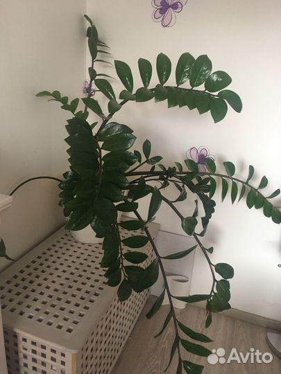 Замиокулькас