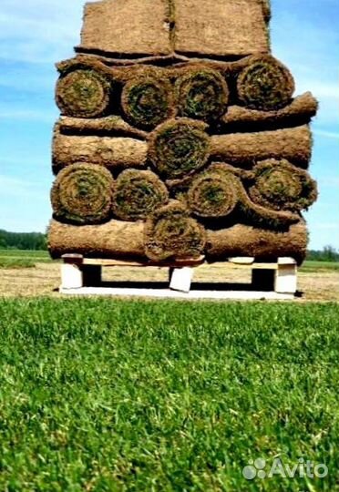 Рулонный газон