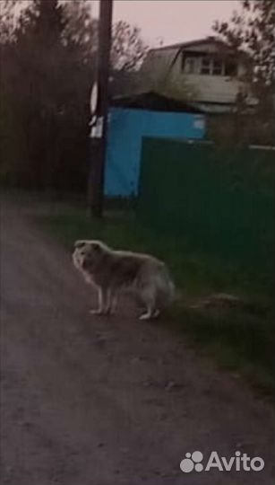 Собаки бесплатно в добрые руки