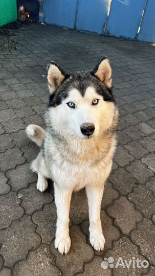 Хаски кобель вязка