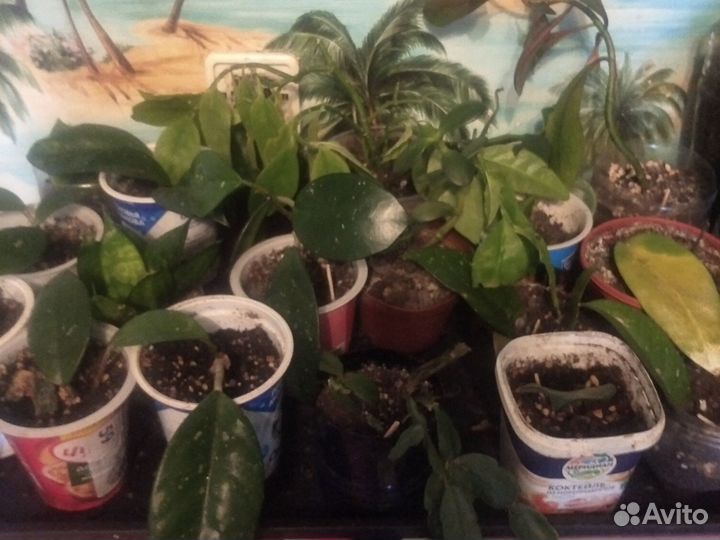 Цветы разные